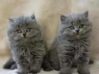 GRİ BRITISH LONGHAIR YAVRULARIM 