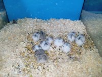 Yavru hamsterlar