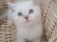 Mavi Gözlü Safkan British Shorthair Yavrular