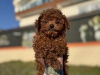 Petmode köpek çiftliğinde ziyarete açık toy poodle