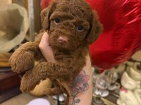 POODLE KURABİYELER