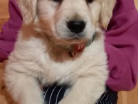 Golden Retriever Adrese Teslim Kapıda Ödeme Yapabilirsiniz