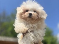 Sağlık Ve Irk Garantili Maltese Terrier Yavrular