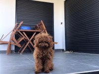 Köpeğimiz için eşleme ilanıdır gelin adaylarını bekliyoruz