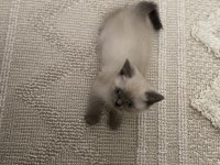 3 aylık blue point british shorthair