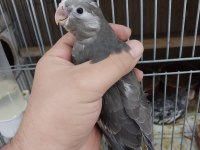 Yavru wf sultan papağanı