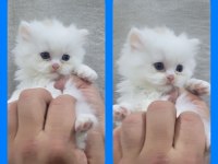 Irk garantili scottish fold yavrular bilgi özelden verilecek