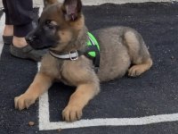 A++Belgium malinois