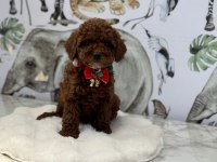 Kore Poodle Bebeklerimiz Hazır