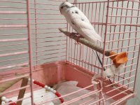 Acil konuşan muhabbet kuşu