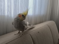 1 yaşında ele alışkın konuşan sultan papağanı