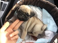 Evinize Teslim Pug Bebeklerimiz ve Kapıda Ödeme İmkânı