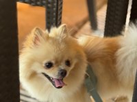 Sevimli pomeranian yavrular