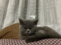 SAFKAN BRİTİSH SHORTHAİR KEDİSİ