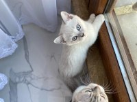 British shorthair
