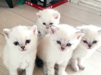 British shorthair 50 günlük yavrulara yeni yuva arıyoruz