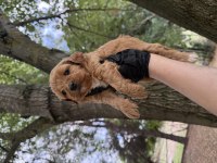 Maltipoo Dişi Erkek 
