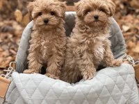 Ev üretimi baby face maltipoo yavrularımız