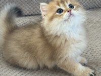 SAFKAN BRİTİSH LONGHAİR YAVRUMUZ