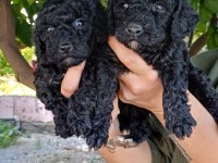 Toy Poodle Yavrular