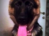6 aylık alman çoban köpeği