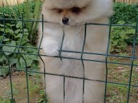 Kaliteli Tip Pomeranian Boo Erkek Yavrular