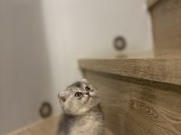SCOTTISH FOLD YAVRULAR