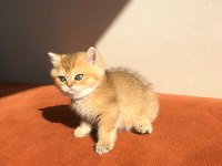 A kalite golden British Shorthair bebekler