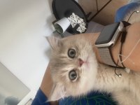 Çocuk dostu british shorthair boddik