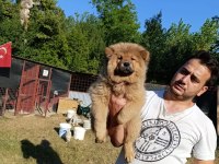 ÜRETİCİDEN CHOW CHOW ÇİN ASLANI YAVRULARI