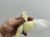 DEĞERLİ TURKUAZ FORPUS TAKIMLAR