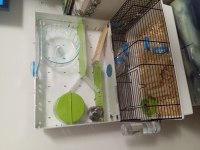 Kafesi ve herşeyi ile birlikte verilecek hamsterlar