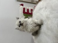 Ev ortamından sağlıklı ve oyuncu british shorthair yavrular