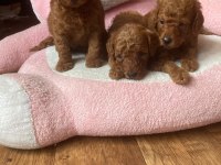 Toy Poodle Yavrular