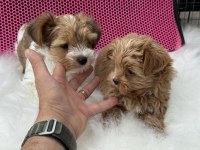 Petmode köpek çiftliğinden tea cup morkie