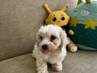 Kore maltese