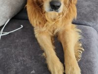 ERKEK GOLDEN RETRİEVER BEBEĞİME YUVA ARIYORUM