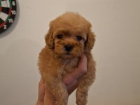 TOY POODLE YAVRULARIM SAĞLIK VE IRK GARANTİLİDİR