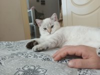 Scottish straight silver lynx point erkek