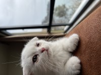 Yavru scottish fold kedisi