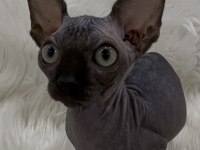 Sphynx sfenks yavru