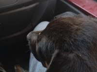 Cane corso Rottweiler Kırması