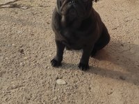 Yetişkin pug mops dişiler