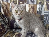 1 yaşında sahibinden british longhair