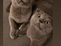 Scottish fold ve british kedisi