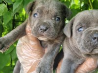 Orjinal Blue Cane Corso İtaliano