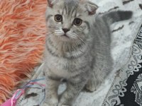 Kırık Kulak Scottish Fold 6 Aylık