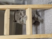 Ayı surat british shorthair kızımız yeni ailesini arıyor