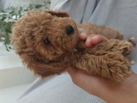 Safkan 2,5 aylık dişi poodle