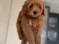 Maltipoo Bebek